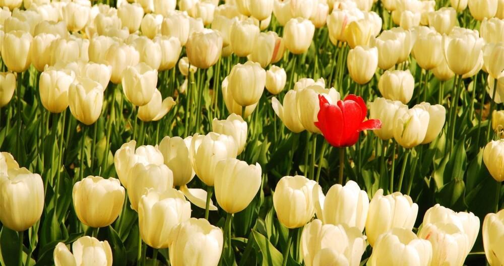 Kuvituskuva. Yksinäinen punainen tulppaani valkoisten tulppaanien joukossa.