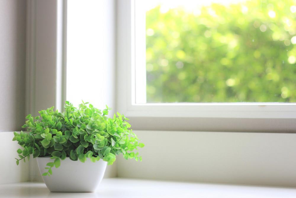 Pieni sisäkasvi ikkunan laudalla. Ulkona on aurinkoinen kesäpäivä.