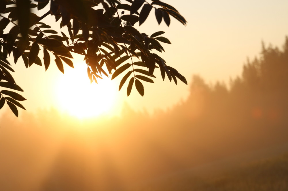 Kuvituskuva. Aurinko paistaa matalalta puun lehtien takaan.