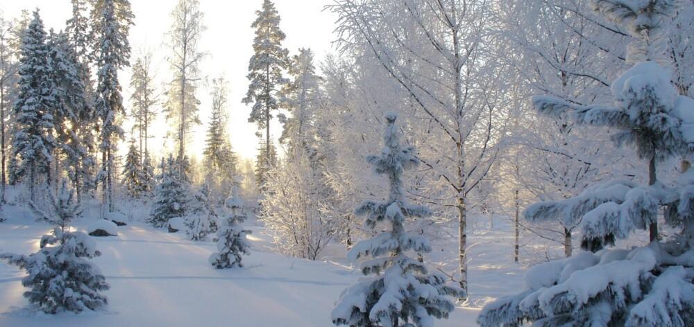 Kuvituskuva. Talvinen metsämaisema.